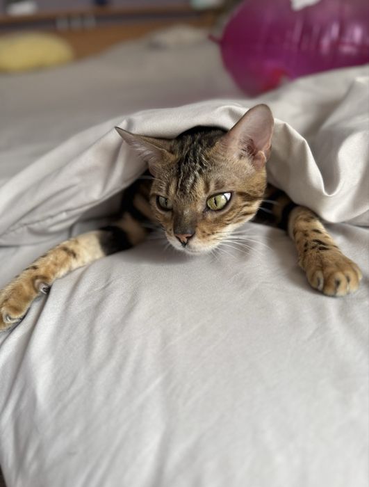 Котята бенгалы мальчики и девочки