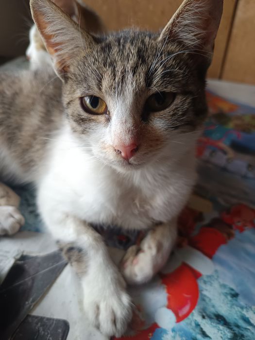 Donez pui de pisică