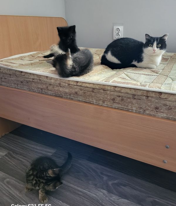 Котята в добрые руки