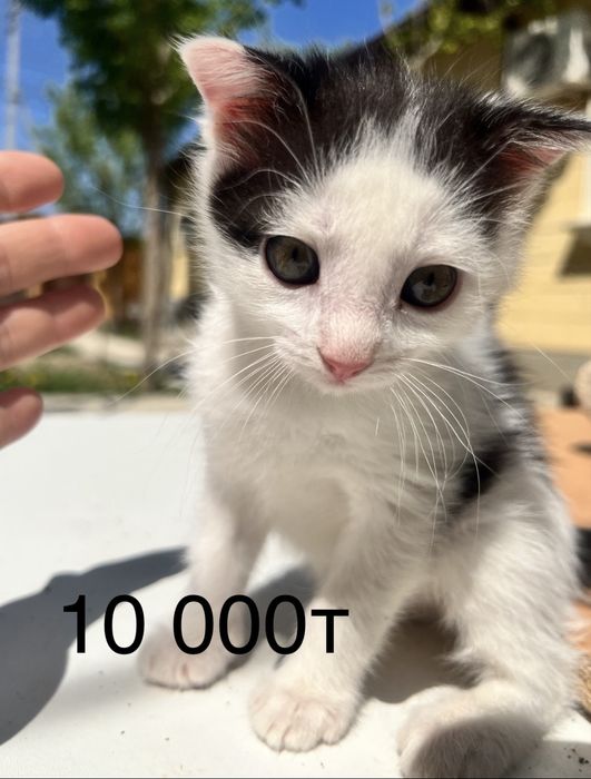 Котенок   мальчик