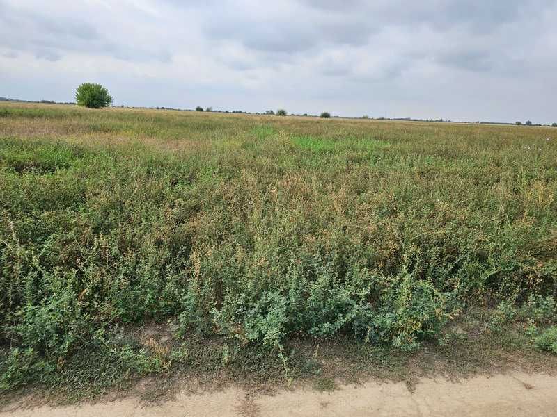 Продавам 12 дка земя в землището на с. Калековец