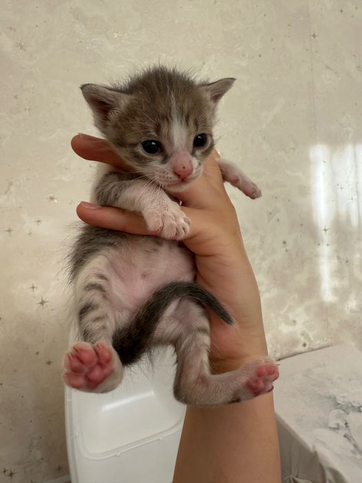 Котята 3 недели в добрые руки