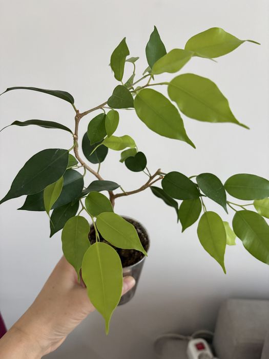 Фикус бенжамина эстер