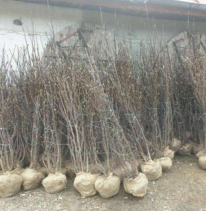 vindem magnolii albe/mov/roz/galbene/albastre