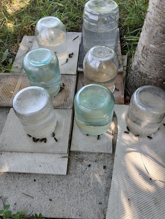 Vând roi și famili de albine