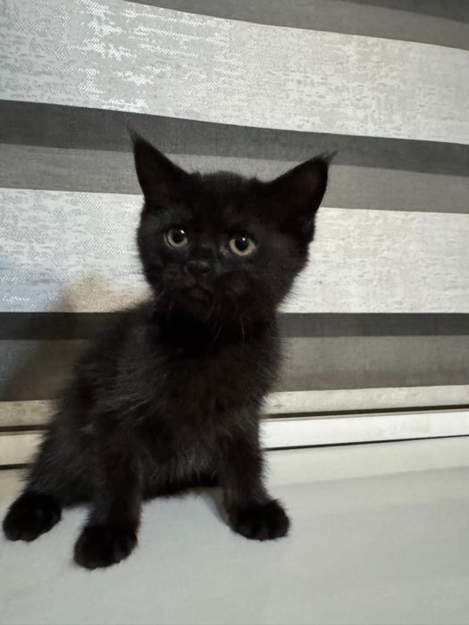 продаю породистых котят