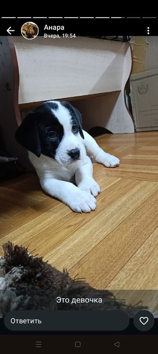 Щенки разных пород