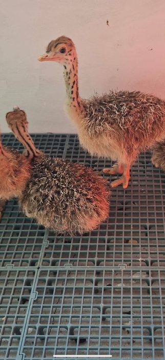 Pui de struț o lună, linie genetică bună.