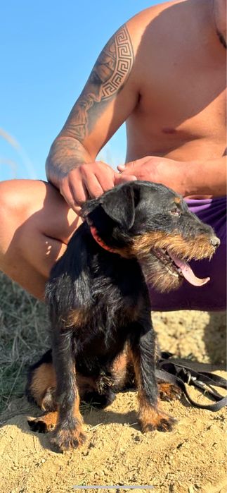Jagd terrier jagdterrier