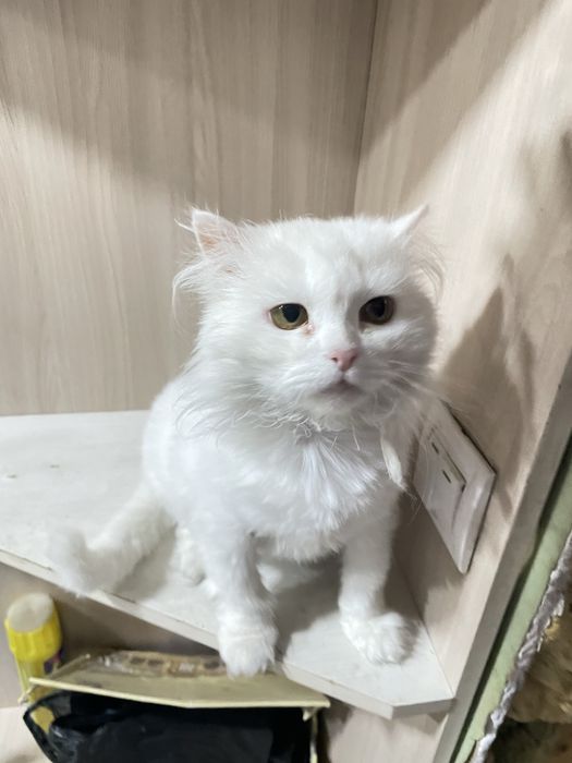 Отдам 2ух кошек и кота в добрые руки.