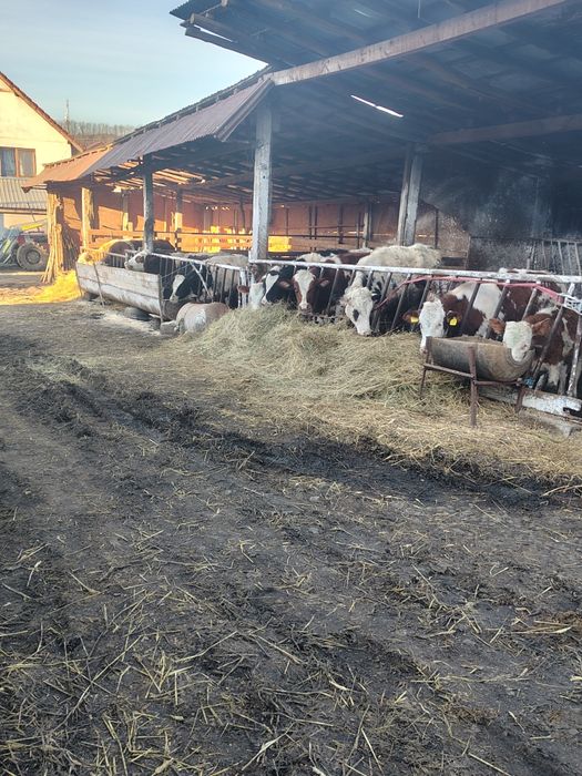 Vând viței de boxa la o greutate de 300 plus minus