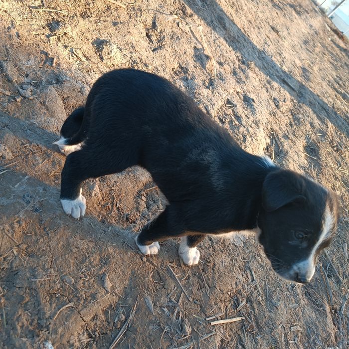 Kuchuk bolasi  zotdor