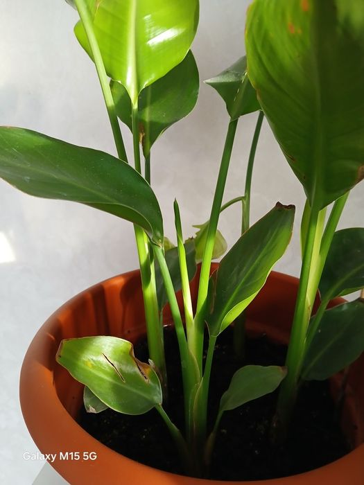 Продам горшечные цветы