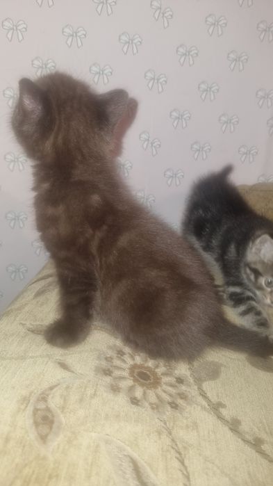 Продам милейшего котенка