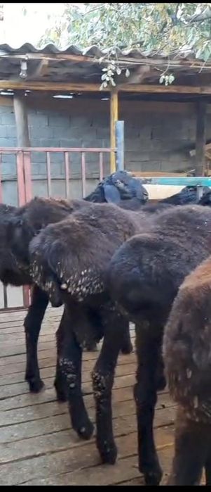 Қошқарлар сатылады.