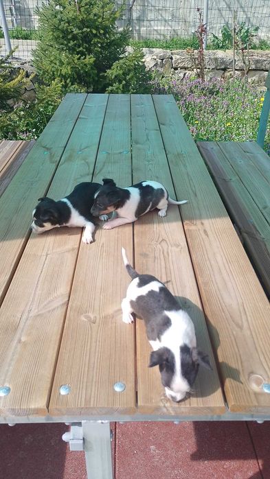 Продавам Чихуахуа