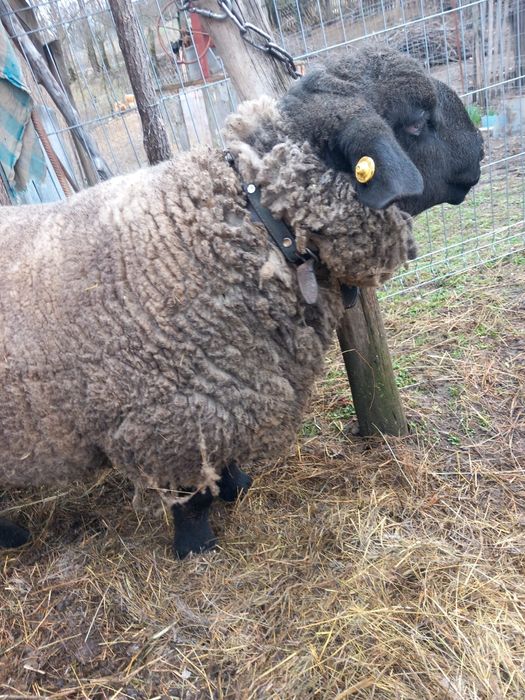Miei suffolk de vânzare