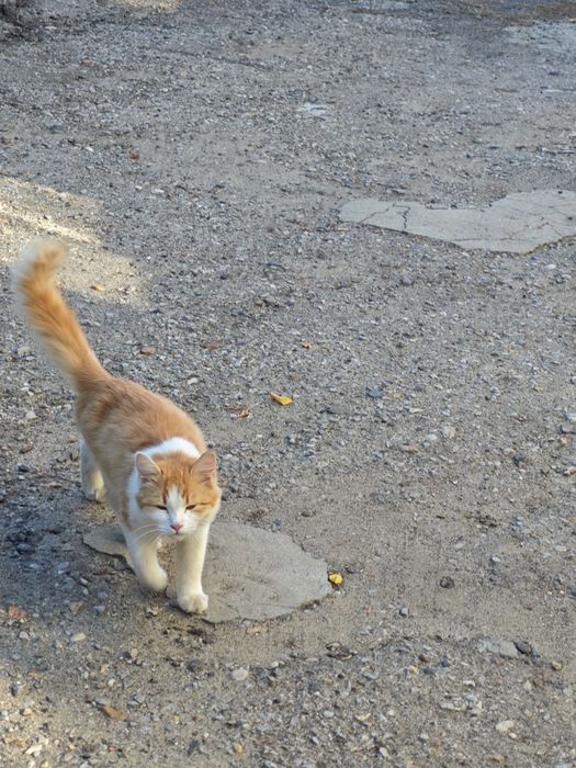 Отдам молодую кошечку