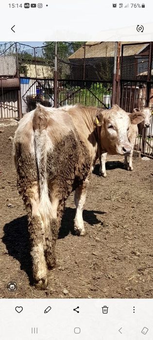 Продам телку 10 месяцев