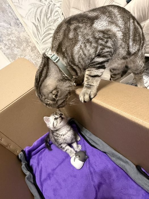 Котенок шотландский