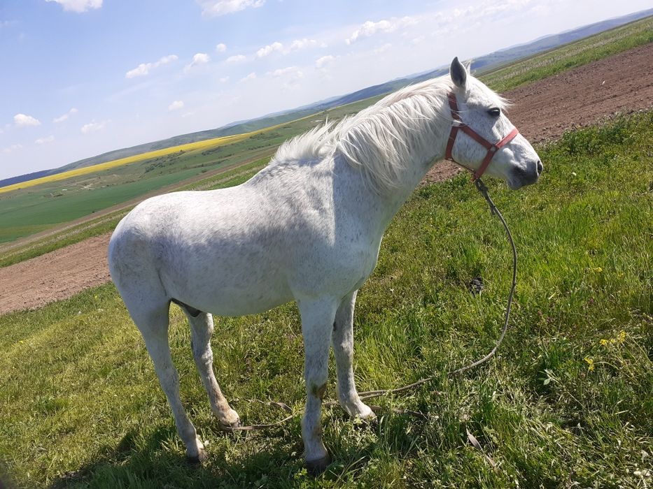 Vanď Cal este foarte bune