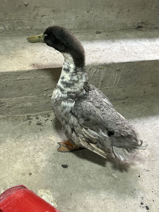 Продаетса Утка самец для спаривание голубой Фаворить.Крупный