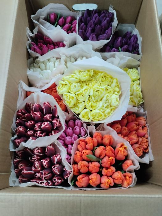 Продам тюльпаны!