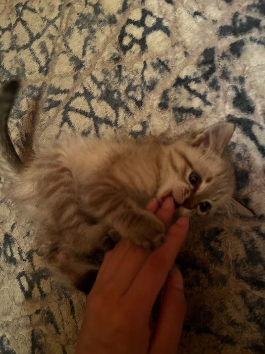 Отдам котенка в хорошие руки