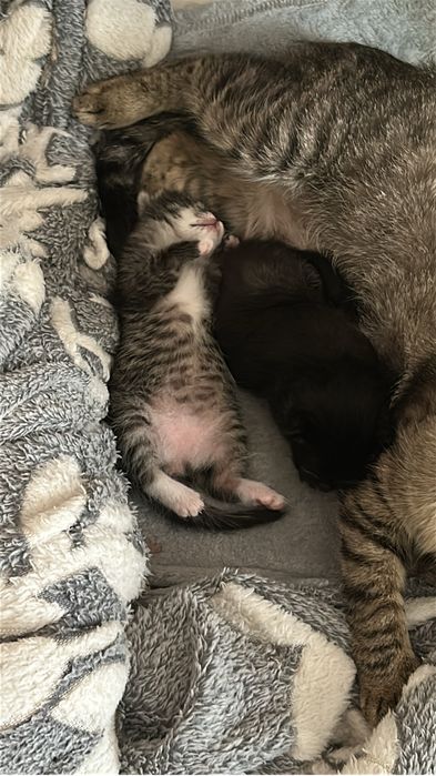 Отдам котят.