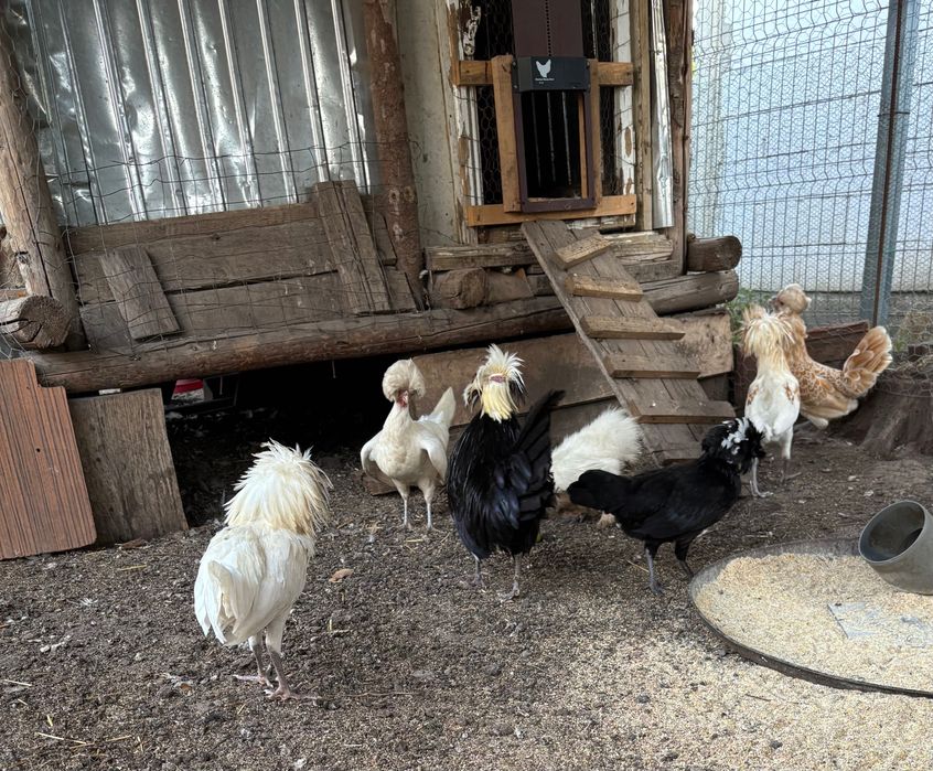 Motata olandeza Mii de flori