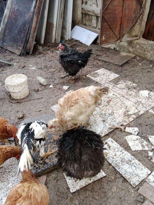 Обмен варианты или продам