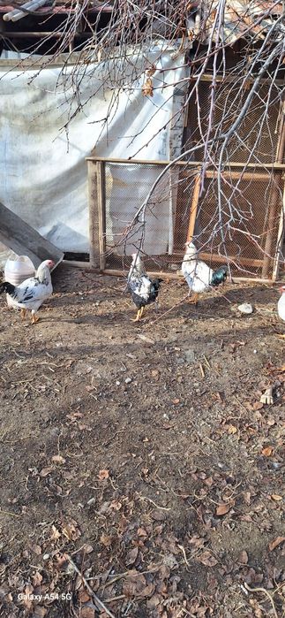 Кораздар бар 8 айлык сатылымда