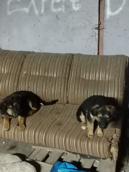 Отдам щенков в хорошие руки