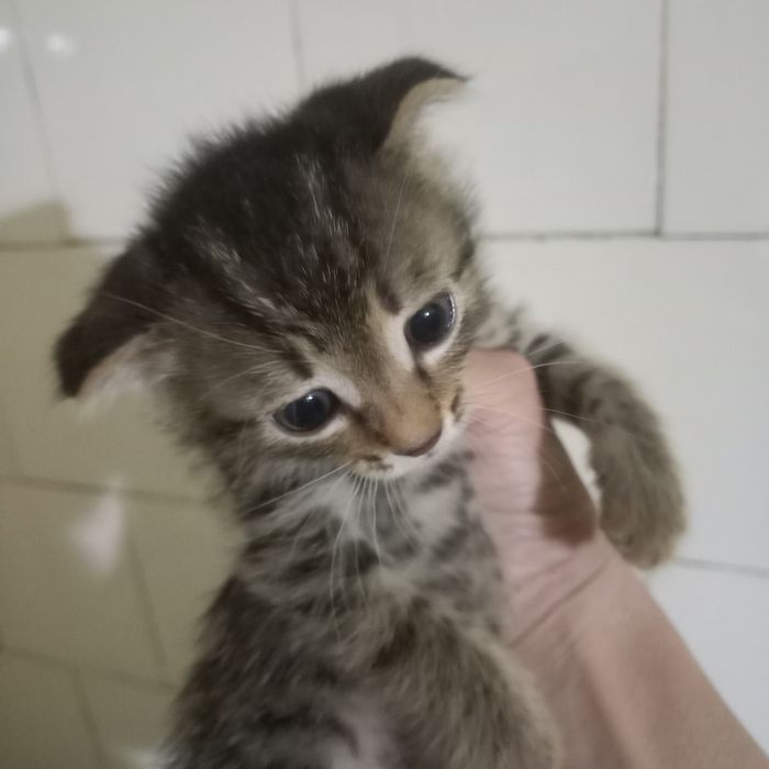 Вислоухий котёнок 1,5 мес мальчик