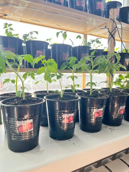 Проадю расаду испанский вид де бардо красны