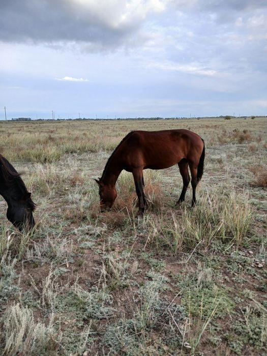 Айғыр сатылады Жеребец