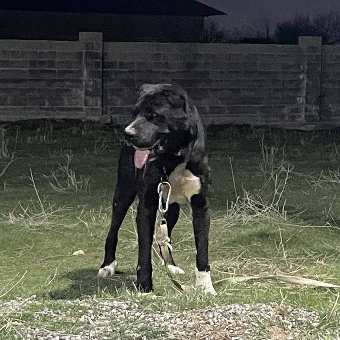 Тобет боец сатылады