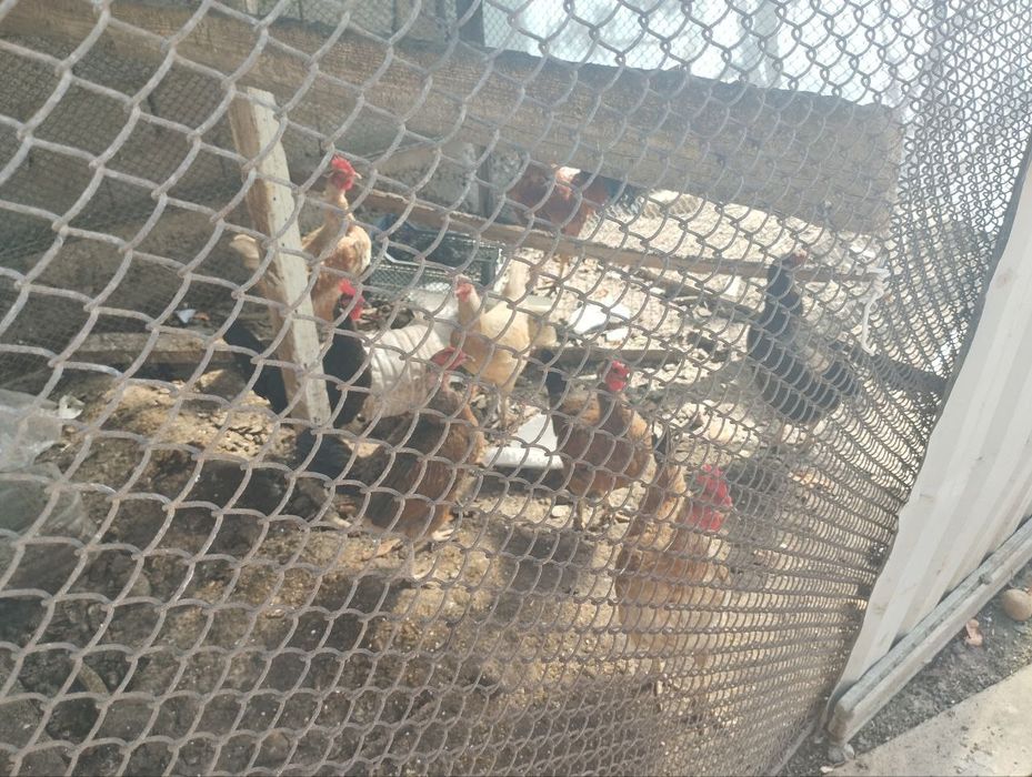 Tovuqlar sotiladi. Yuz mingdan