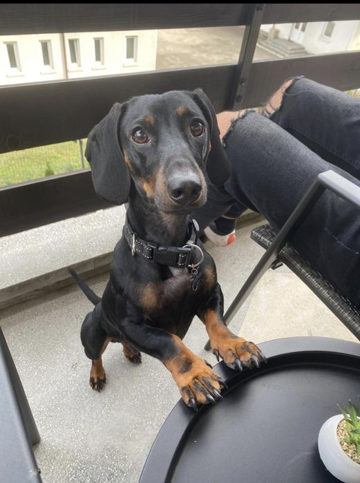 Petsitter dedicat – atenție, grijă și poze în timp real