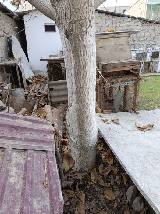 Продается дерево ореха