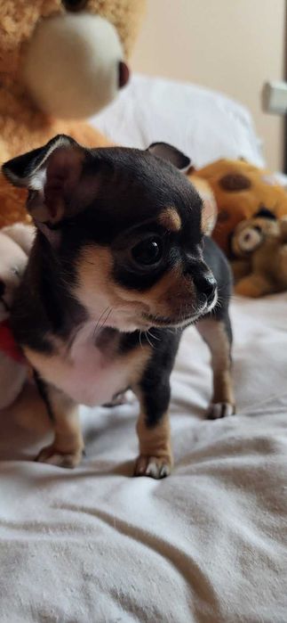 Кученцата Чихуахуа