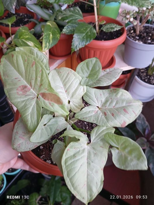 Продам комнатные растения