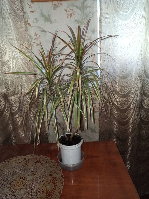 Драцена триколор!