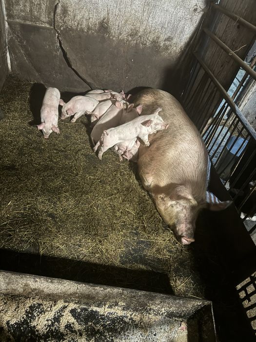 Продаются поросята месячные