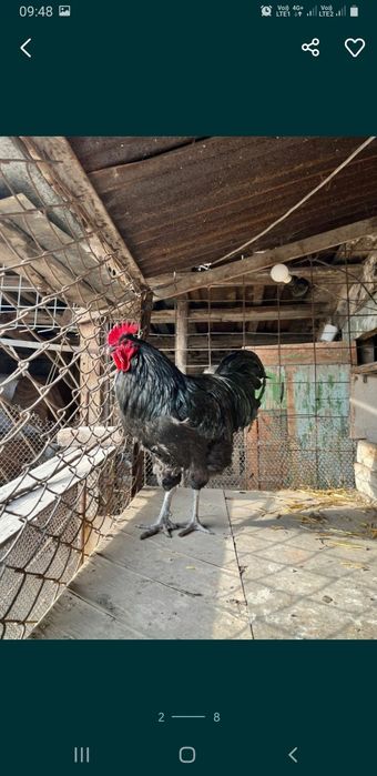 Инкубационные яйца Джерсийский Гигант