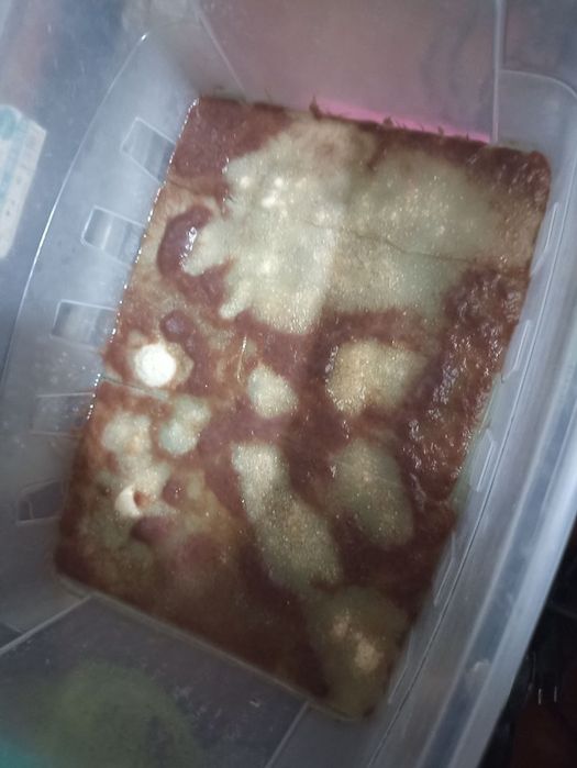 Культура аулофорус корм для рыб