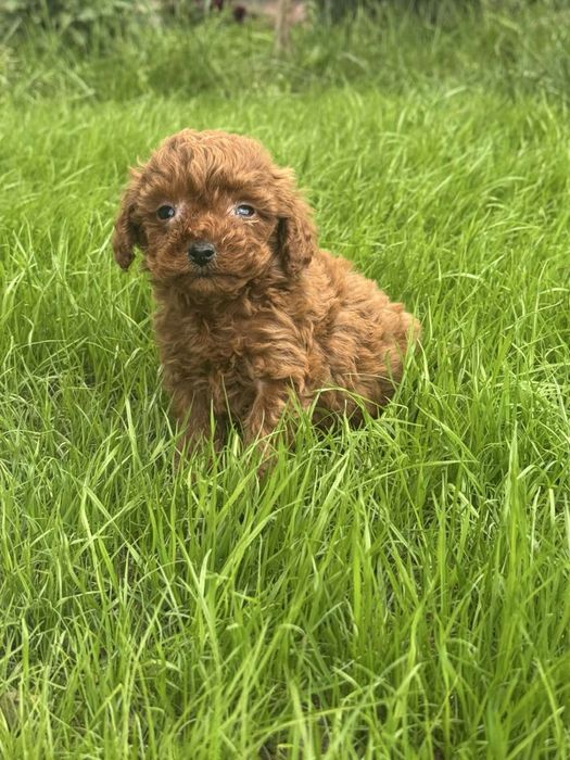 Пудел Той/Poodle Toy