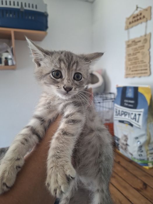 Котенок 2 месяца ..