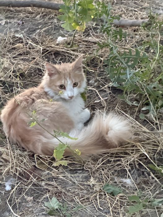 Потерялся кот!!!