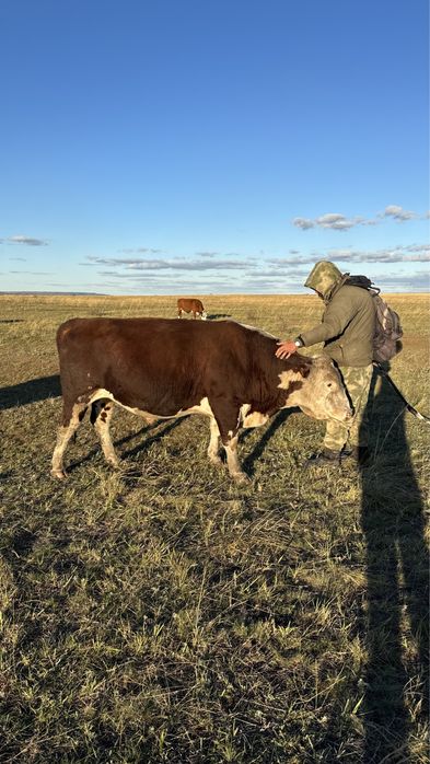 Бык бычки крс бука